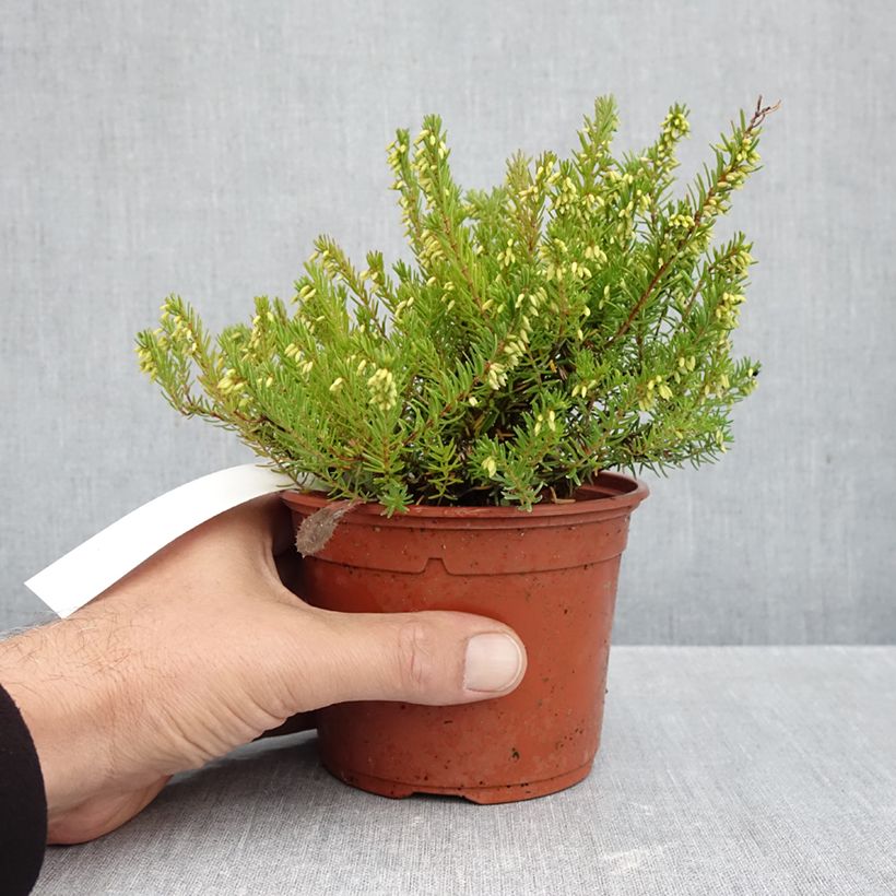 Exemplar von Winterblühende Heide Jenny Porter - Erica darleyensis Topf mit 1L/1,5L wie im Herbst geliefert