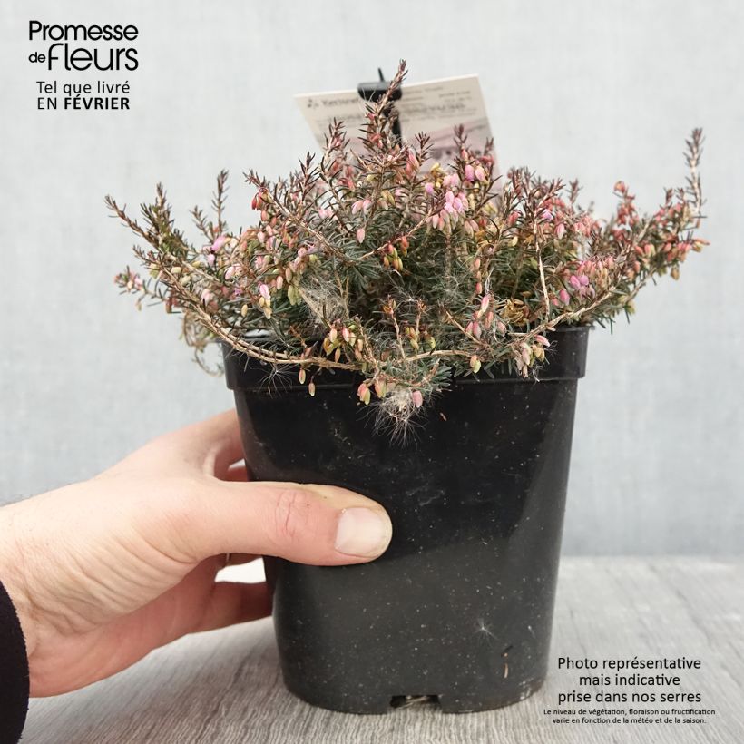 Exemplar von Schnee-Heide Myreton Ruby - Erica carnea Topf mit 1,5L/2L wie im Winter geliefert