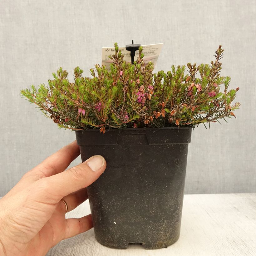 Exemplar von Schnee-Heide Myreton Ruby - Erica carnea Topf mit 1,5L/2L wie im Frühjahr geliefert