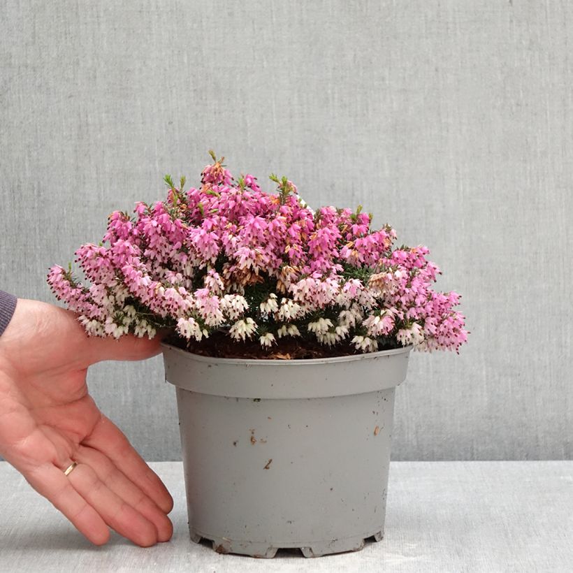 Exemplar von Schnee-Heide Rosalie - Erica carnea Topf mit 2L/3L wie im Frühjahr geliefert