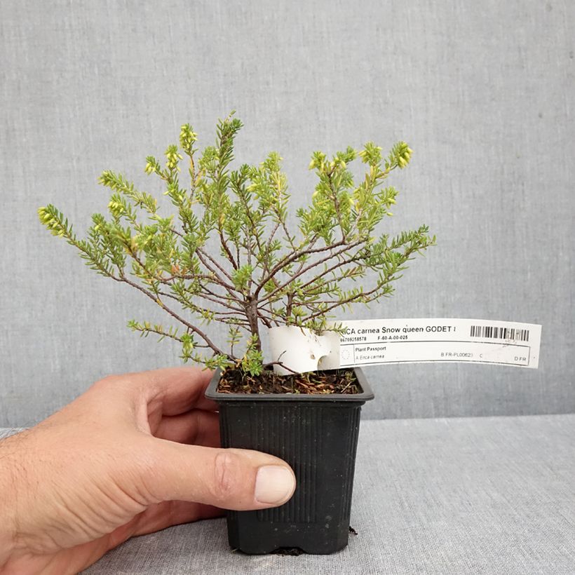 Exemplar von Schnee-Heide Snow Queen - Erica carnea Kleine Töpfe von 8/9 cm wie im Herbst geliefert
