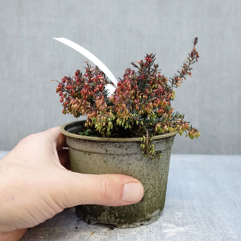 Exemplar von Schnee-Heide Wintersonne - Erica carnea Topf 12 cm / 13 cm wie im Winter geliefert