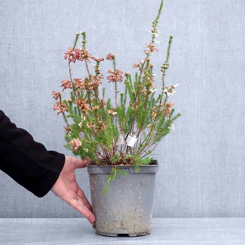 Exemplar von Heidekraut - Erica verticillata Topf mit 4L/5L wie im Winter geliefert