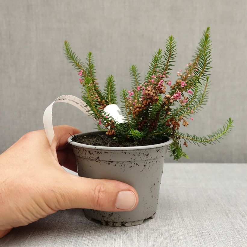 Exemplar von Cornwall-Heide Birch Glow - Erica vagans Topf 10 cm/11cm wie im Herbst geliefert
