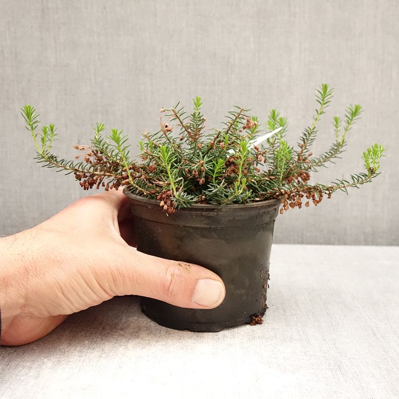 Exemplar von Cornwall-Heide Holden Pink - Erica vagans Topf 12 cm / 13 cm wie im Frühjahr geliefert