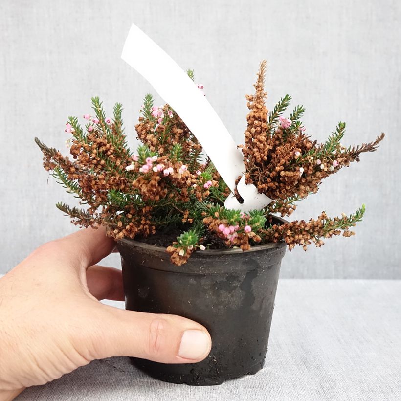 Exemplar von Cornwall-Heide Pyrenees Pink - Erica vagans Topf 10 cm/11cm wie im Herbst geliefert