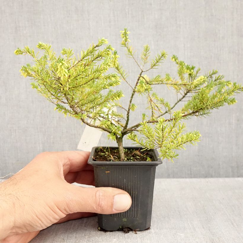 Exemplar von Cornwall-Heide White Rocket - Erica vagans Kleine Töpfe von 8/9 cm wie im Herbst geliefert