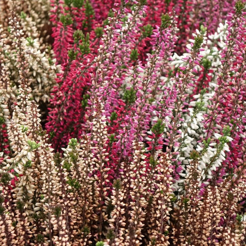 Besenheide Garden Girls Trio Mix - Calluna vulgaris (Hafen)