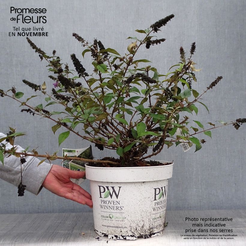 Exemplar von Buddleja Blue Chip - Sommerflieder Topf mit 7,5L/10L wie im Herbst geliefert
