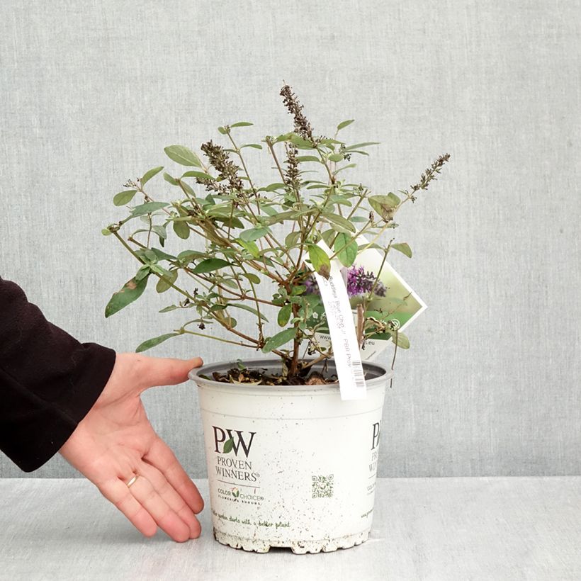 Exemplar von Buddleia Blue Chip Jr - Sommerflieder Topf mit 2L/3L wie im Herbst geliefert