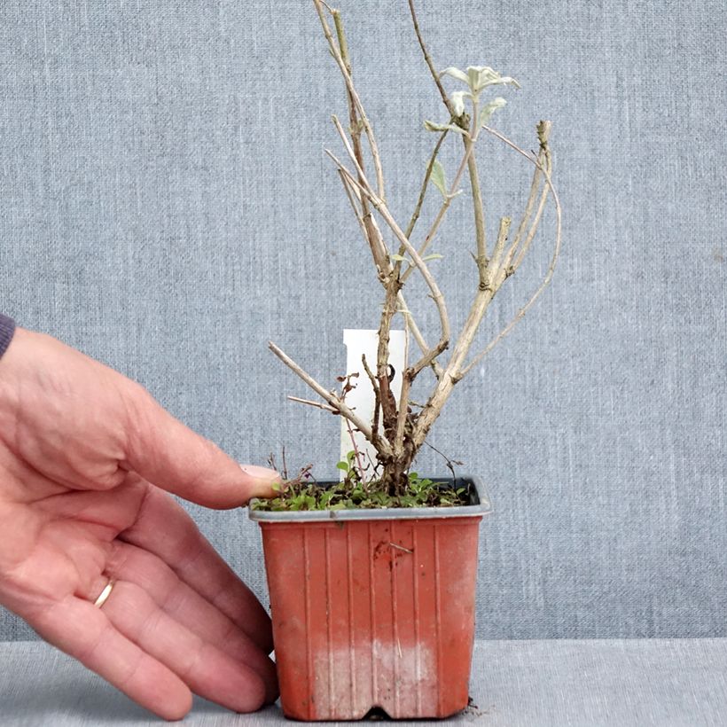 Exemplar von Buddleja davidii Adonis Blue - Sommerflieder Kleine Töpfe von 8/9 cm wie im Herbst geliefert