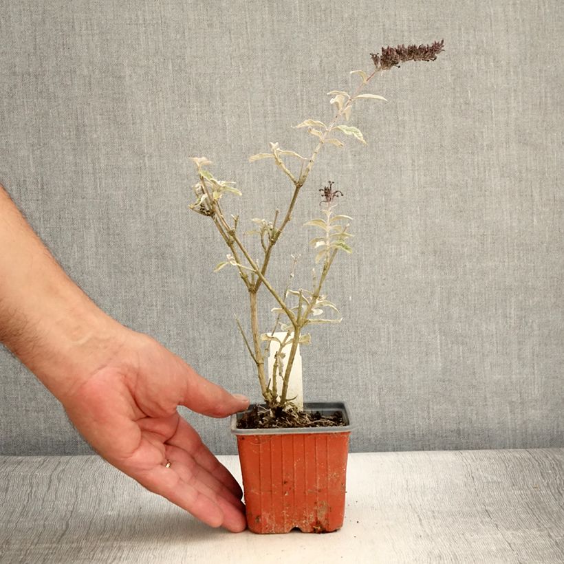 Exemplar von Buddleja davidii Adonis Blue - Sommerflieder Kleine Töpfe von 8/9 cm wie im Sommer geliefert