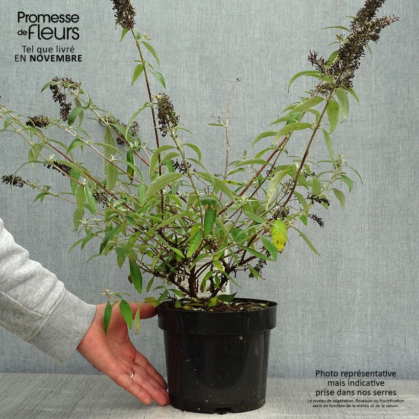 Exemplar von Buddleja davidii Adonis Blue - Sommerflieder Topf mit 3L/4L wie im Herbst geliefert