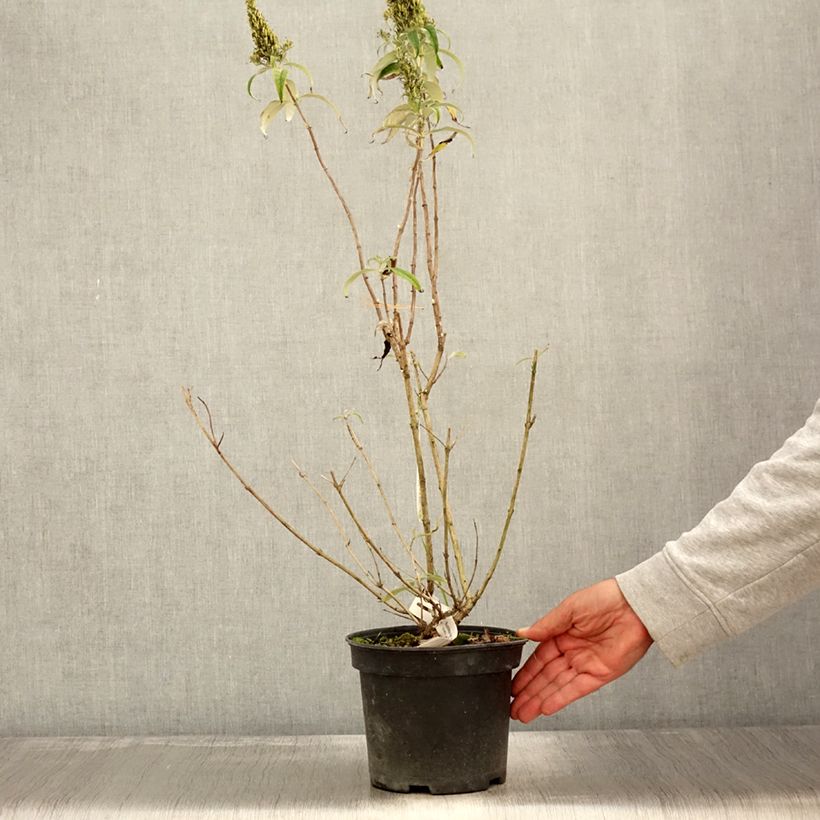 Exemplar von Buddleja davidii Marbled White - Sommerflieder Topf mit 2L/3L wie im Herbst geliefert