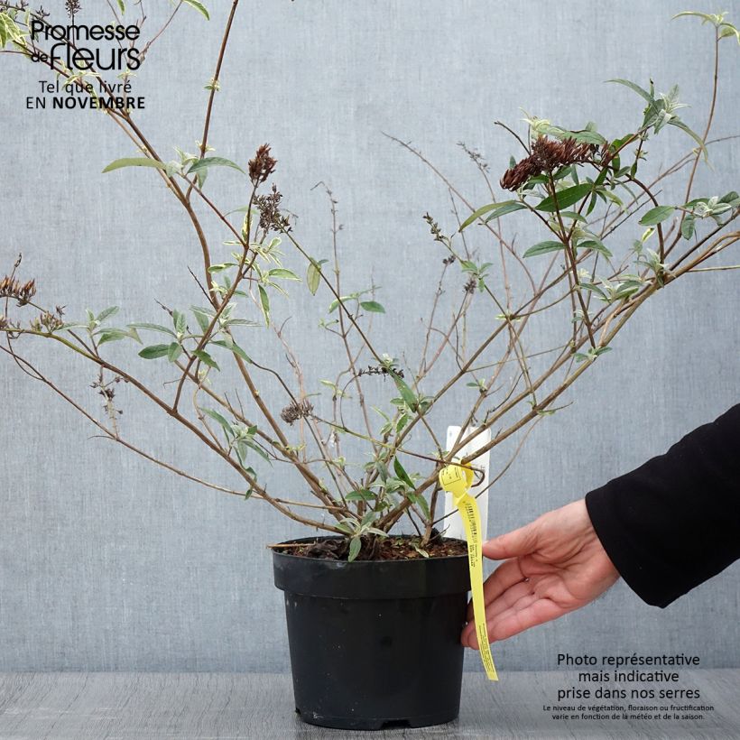 Exemplar von Buddleja davidii Masquerade - Sommerflieder Topf mit 3L/4L wie im Herbst geliefert