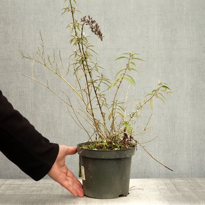 Exemplar von Buddleja davidii Nanho Purple - Sommerflieder Topf mit 2L/3L wie im Herbst geliefert