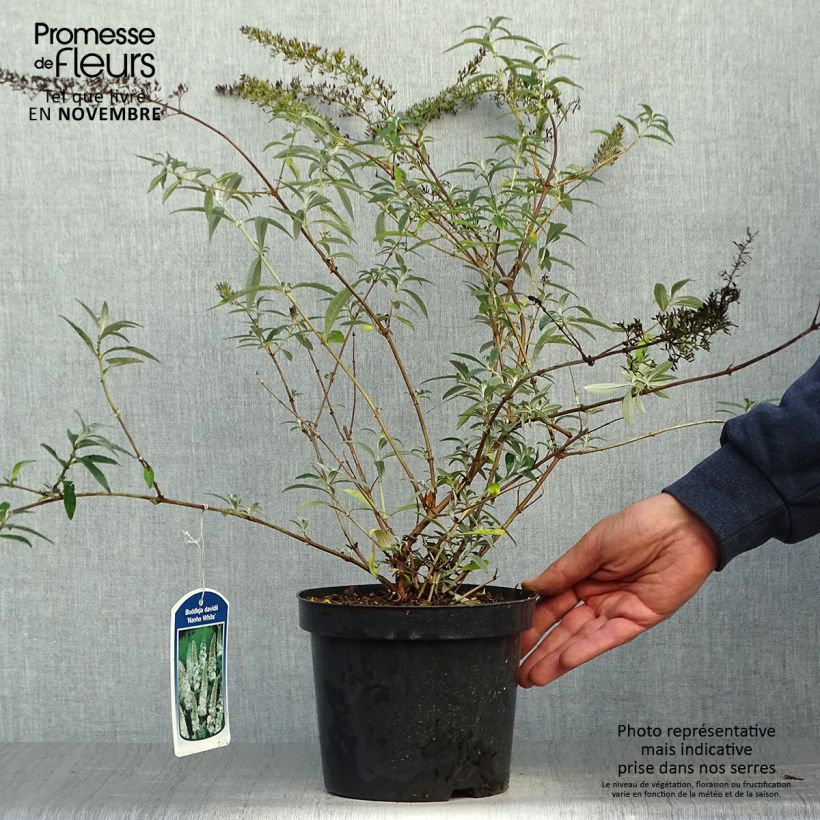 Exemplar von Buddleja davidii Nanho White - Sommerflieder Topf mit 2L/3L wie im Herbst geliefert