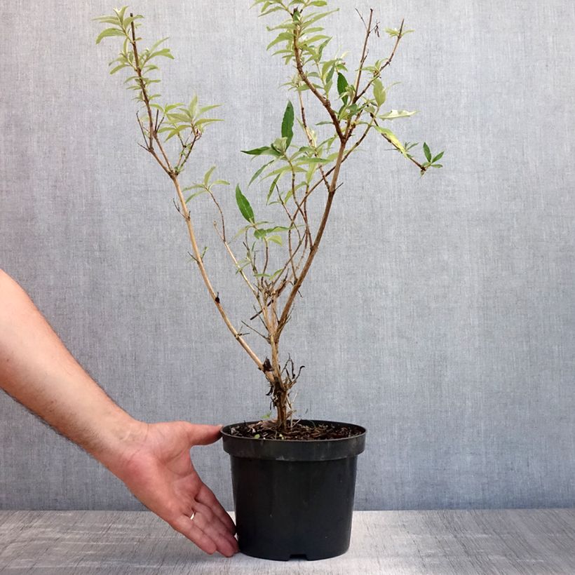 Exemplar von Buddleja davidii Nanho White - Sommerflieder Topf mit 2L/3L wie im Sommer geliefert