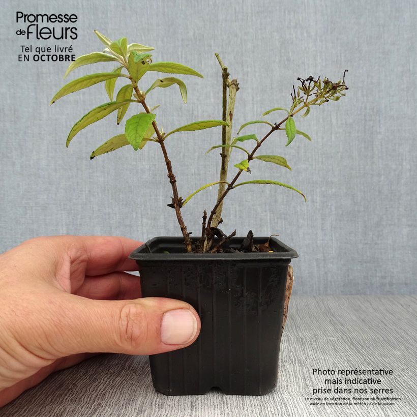Exemplar von Buddleja davidii Pink Delight - Sommerflieder Kleine Töpfe von 8/9 cm wie im Herbst geliefert