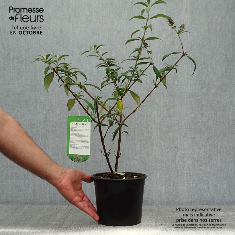 Exemplar von Buddleja davidii Pink Delight - Sommerflieder Topf mit 3L/4L wie im Herbst geliefert