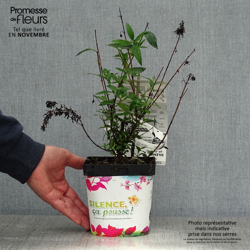 Exemplar von Buddleja davidii Prince Charming - Sommerflieder Topf mit 2L/3L wie im Herbst geliefert