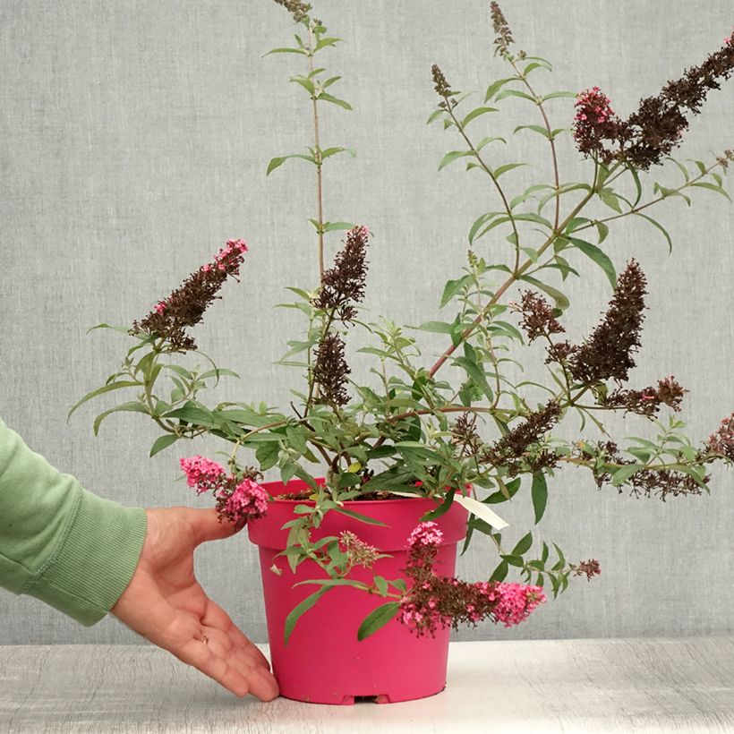 Exemplar von Buddleja davidii Prince Charming - Sommerflieder Topf mit 2L/3L wie im Sommer geliefert