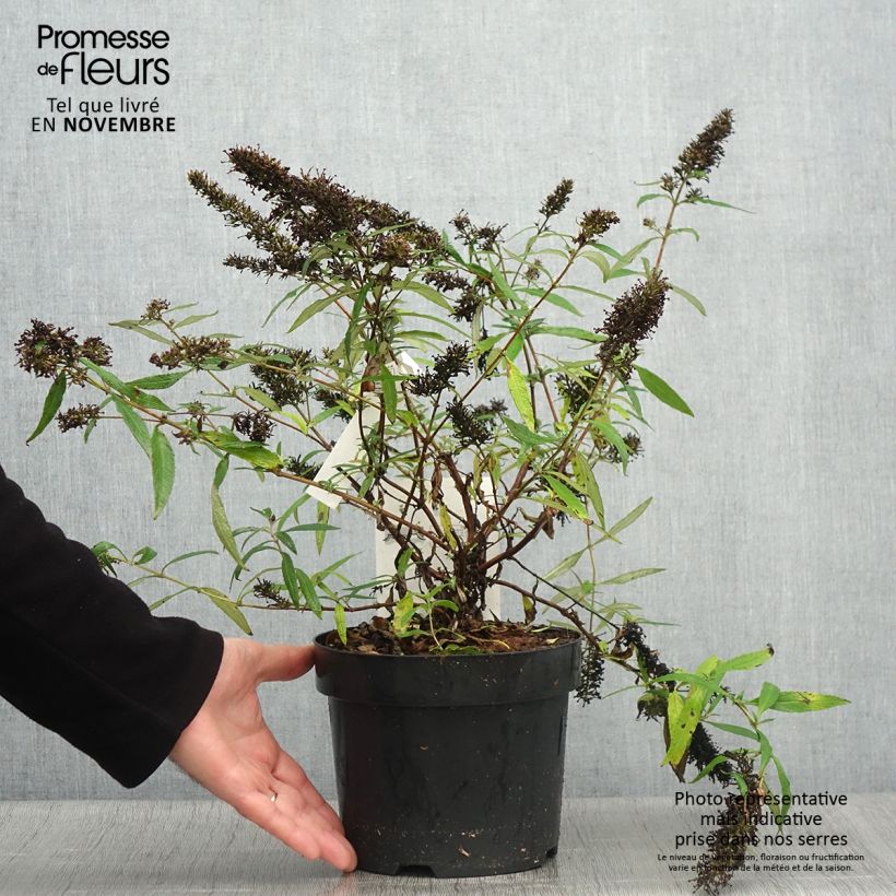 Exemplar von Buddleja davidii Purple Emperor - Sommerflieder Topf mit 2L/3L wie im Herbst geliefert