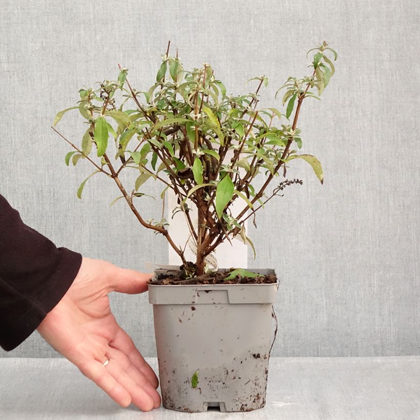 Exemplar von Buddleja davidii Rêve de Papillon Blue - Sommerflieder Topf mit 2L/3L wie im Herbst geliefert