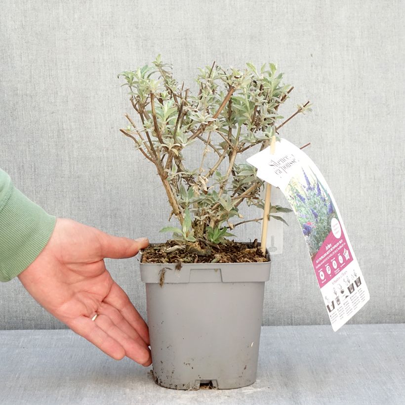 Exemplar von Buddleja davidii Rêve de Papillon Blue - Sommerflieder Topf mit 2L/3L wie im Winter geliefert