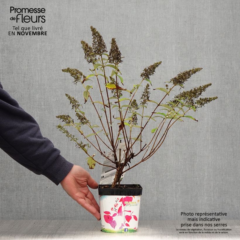 Exemplar von Buddleja davidii Rêve de Papillon Pink - Sommerflieder Topf mit 2L/3L wie im Herbst geliefert