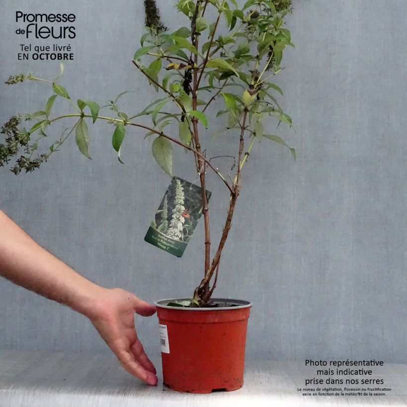 Exemplar von Buddleja davidii Rêve de Papillon Blanc - Sommerflieder Topf mit 2L/3L wie im Herbst geliefert