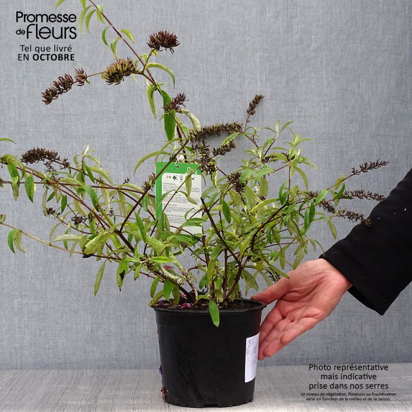 Exemplar von Buddleja davidii Santana - Sommerflieder Topf mit 2L/3L wie im Herbst geliefert