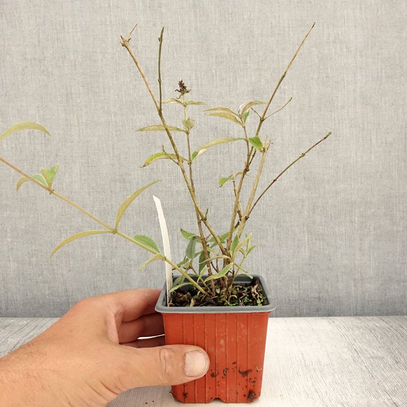 Exemplar von Buddleja davidii Sophie - Sommerflieder Kleine Töpfe von 8/9 cm wie im Sommer geliefert