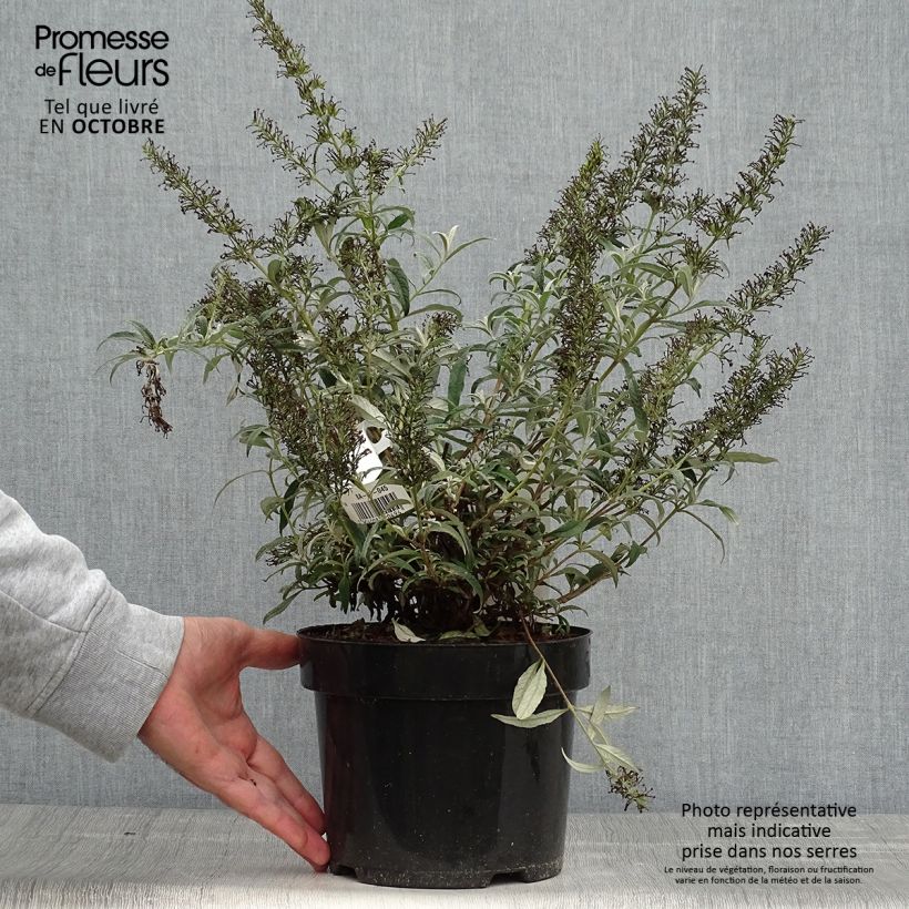 Exemplar von Buddleja davidii White Ball - Sommerflieder Topf mit 3L/4L wie im Herbst geliefert