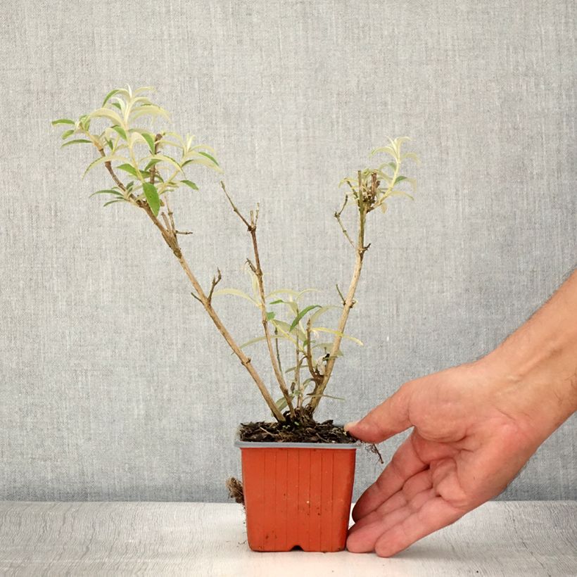 Exemplar von Buddleja davidii White Profusion - Sommerflieder Kleine Töpfe von 8/9 cm wie im Sommer geliefert