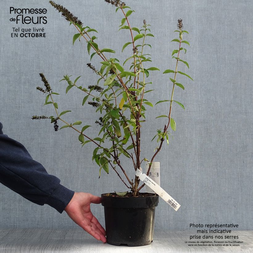 Exemplar von Buddleja davidii Empire Blue - Sommerflieder Topf mit 2L/3L wie im Herbst geliefert