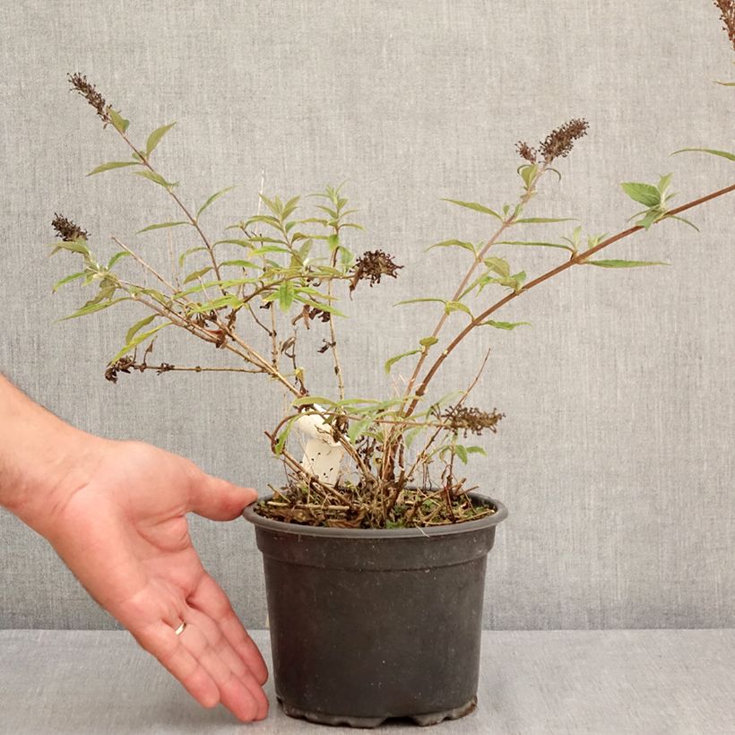 Exemplar von Buddleja davidii Free Petite Lavender Flow - Sommerflieder Topf mit 2L/3L wie im Sommer geliefert
