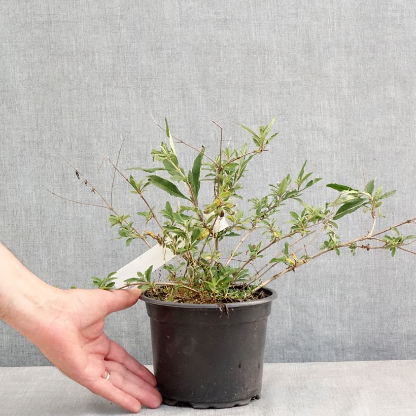 Exemplar von Buddleja davidii Free Petite Lavender Flow - Sommerflieder Topf mit 2L/3L wie im Frühjahr geliefert