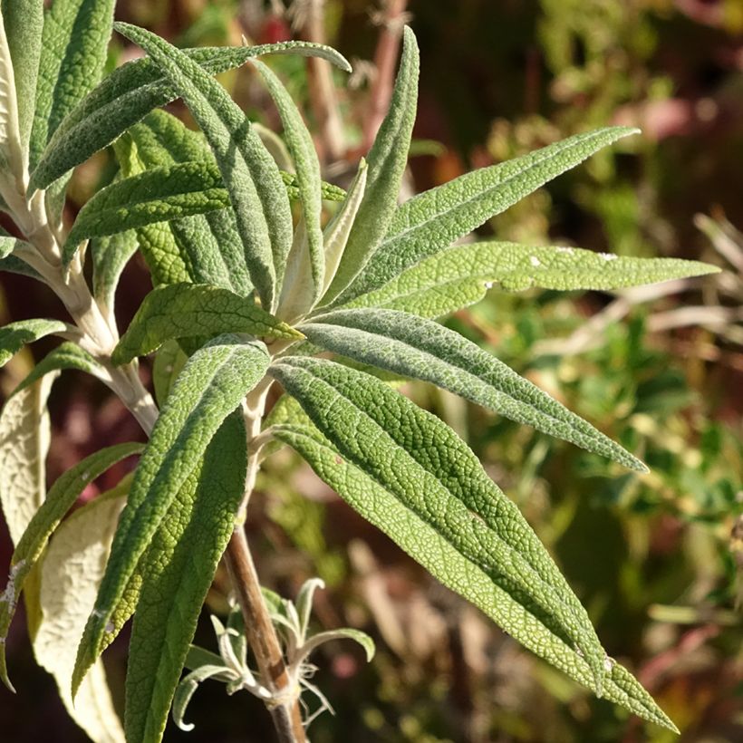 Buddleja globosa - Kugelblütiger Sommerflieder (Laub)