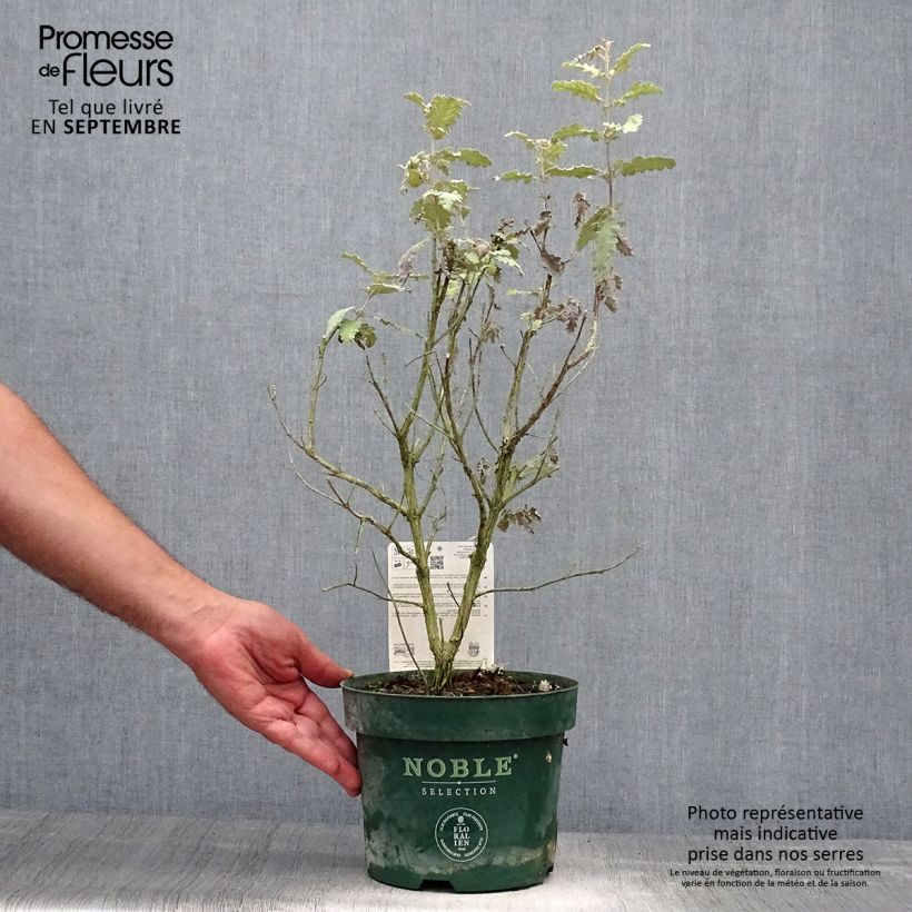 Exemplar von Buddleja glomerata Silver Service - Sommerflieder Topf mit 3L/4L wie im Herbst geliefert