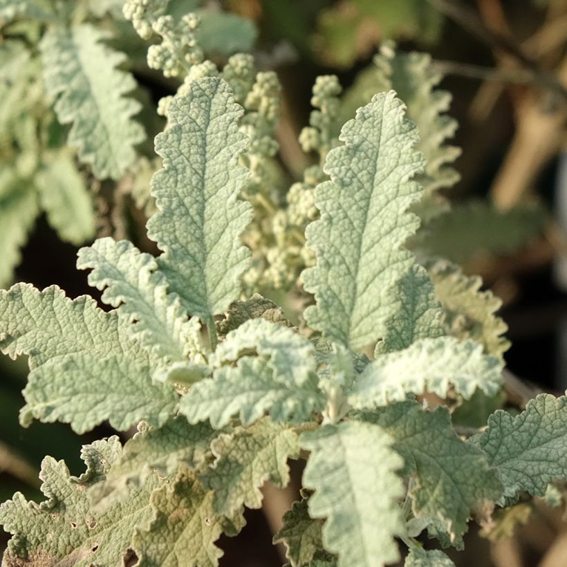 Buddleja glomerata Silver Service - Sommerflieder (Laub)