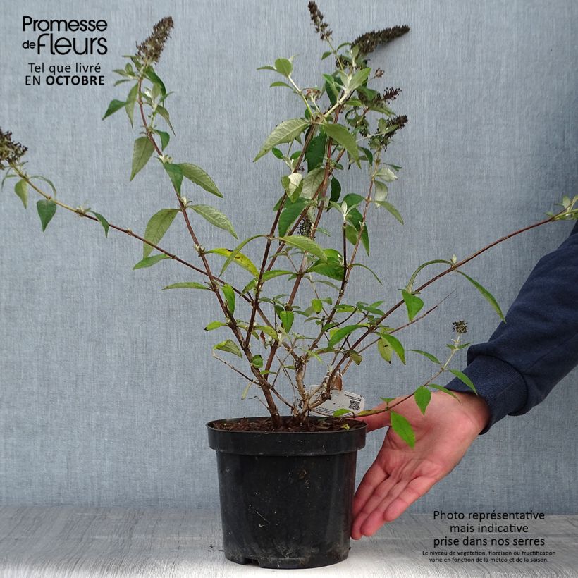 Exemplar von Buddleja Lochinch - Sommerflieder Topf mit 2L/3L wie im Herbst geliefert