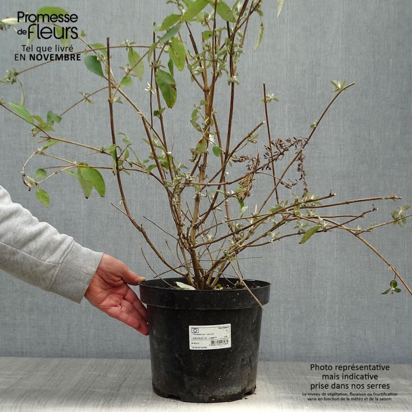 Exemplar von Buddleja Lochinch - Sommerflieder Topf mit 7,5L/10L wie im Herbst geliefert