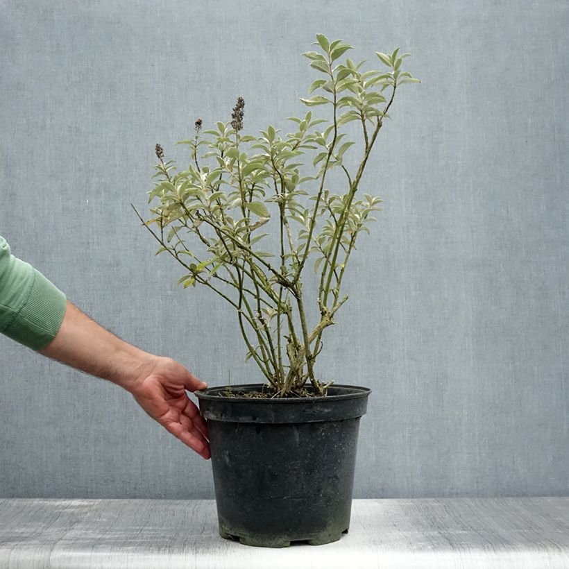 Exemplar von Buddleja Lochinch - Sommerflieder Topf mit 7,5L/10L wie im Sommer geliefert