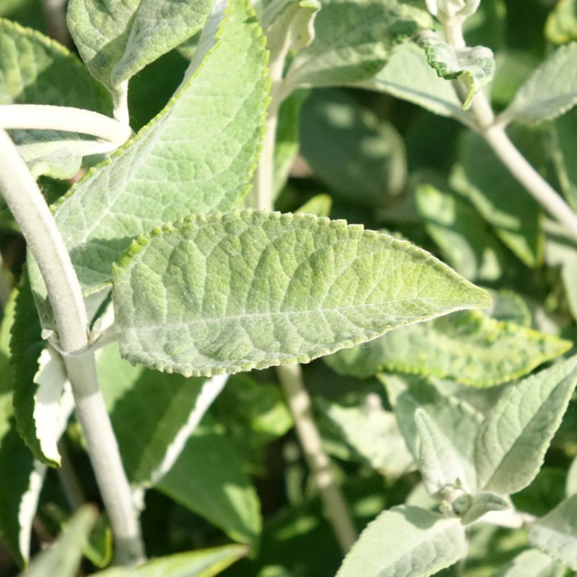 Buddleja Lochinch - Sommerflieder (Laub)