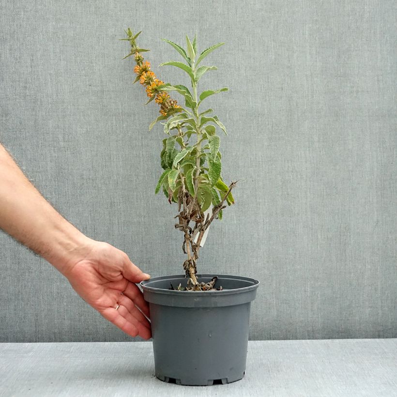 Exemplar von Buddleja Orange Sceptre - Sommerflieder Topf mit 3L/4L wie im Herbst geliefert