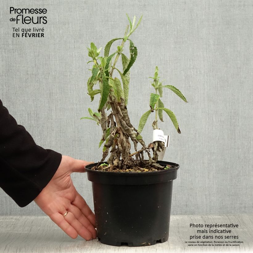 Exemplar von Buddleja Orange Sceptre - Sommerflieder Topf mit 3L/4L wie im Winter geliefert