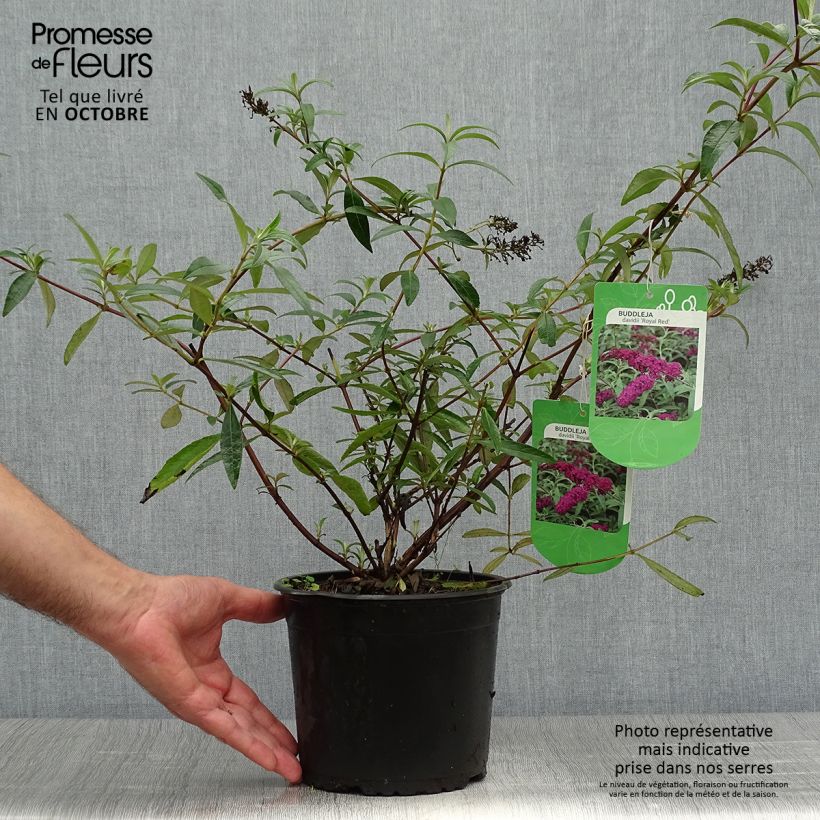 Exemplar von Buddleja davidii Royal Red - Sommerflieder Topf mit 2L/3L wie im Herbst geliefert