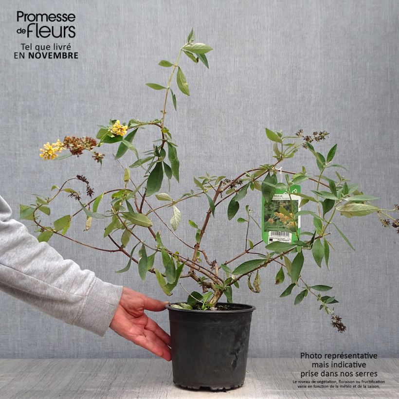 Exemplar von Buddleja weyeriana Sungold - Sommerflieder Topf mit 2L/3L wie im Herbst geliefert