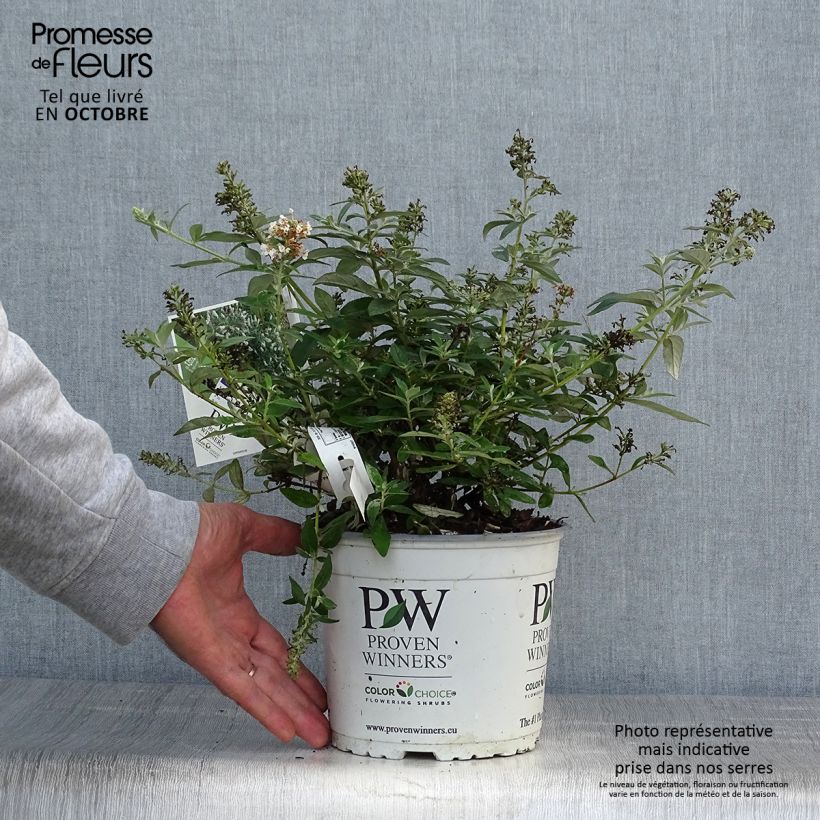 Exemplar von Buddleja White Chip - Sommerflieder Topf mit 2L/3L wie im Herbst geliefert